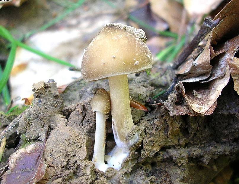 St. Chrischona ( CH )   30. Aprile 2005